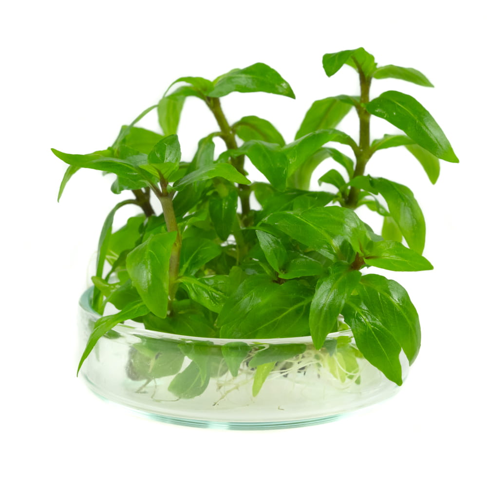 Staurogyne Repens In Vitro porcja